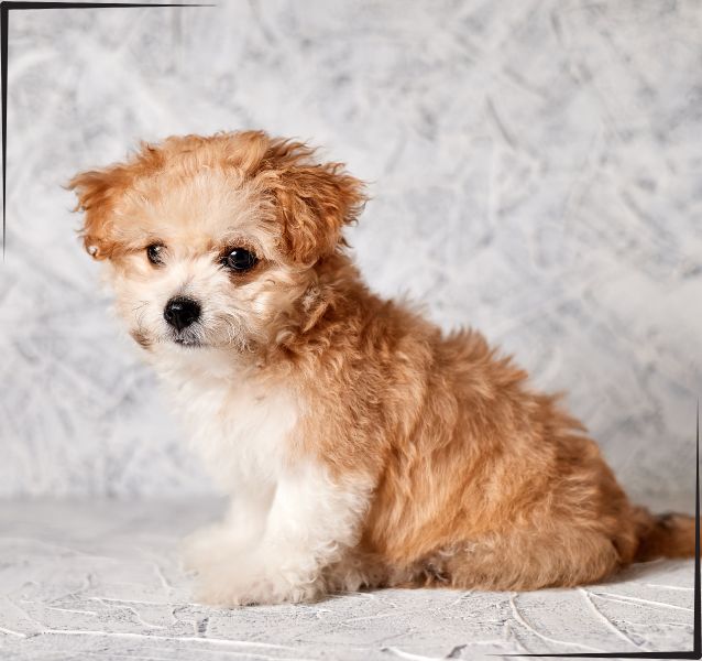 Maltipoo