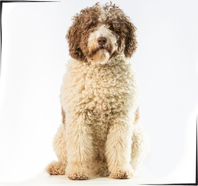 Perro de agua español