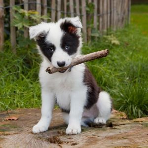cachorro border collie