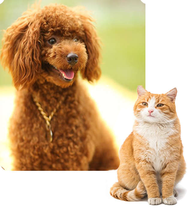 criaderos perros y gatos