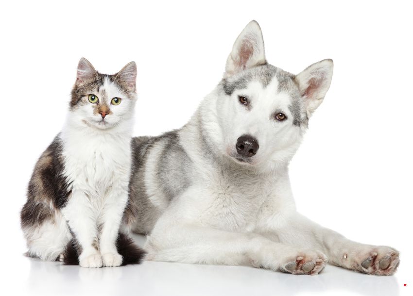 Reliable dog breeders