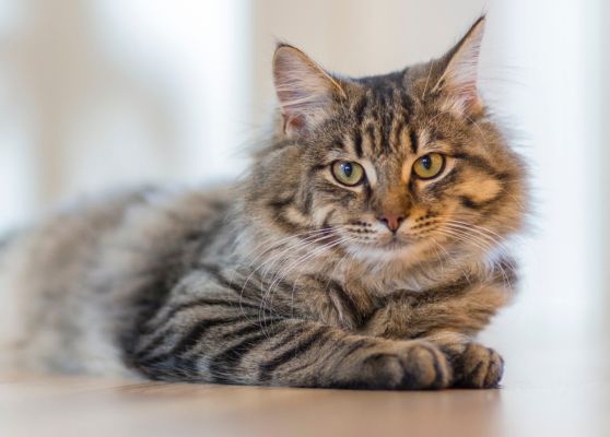 cat breeders