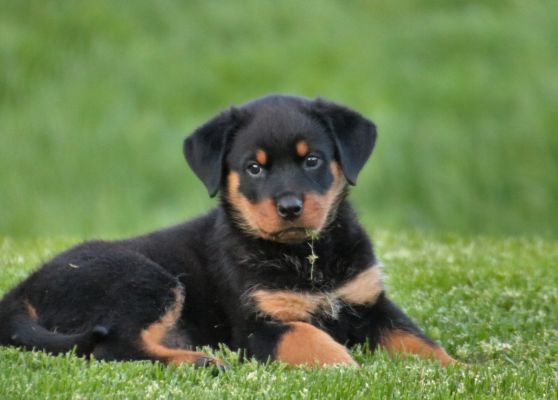 dog breeder