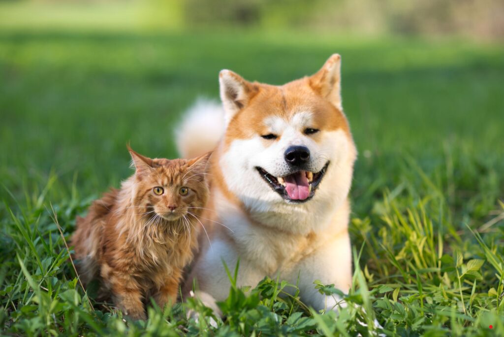 dog breeding centers in the united states