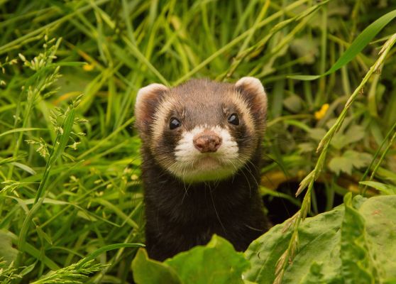 ferret breeder