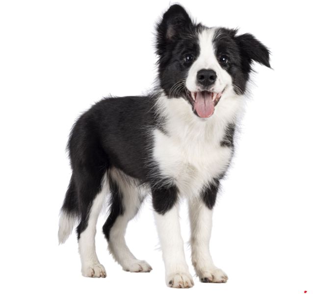 Border Collie dog