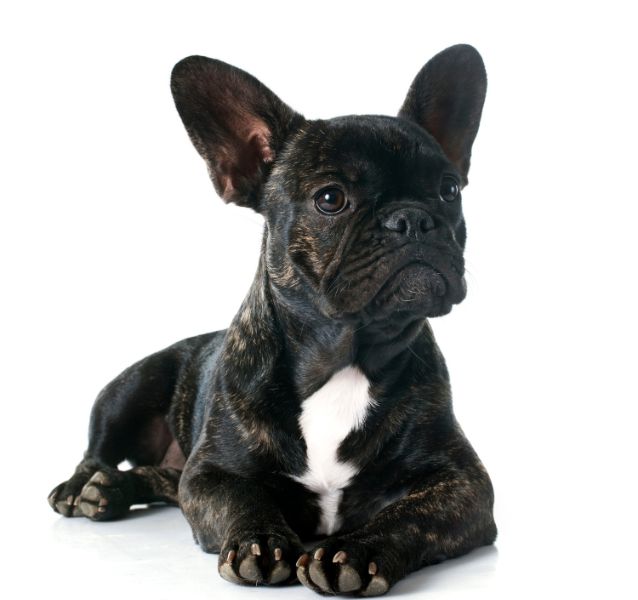 French Bulldog dog