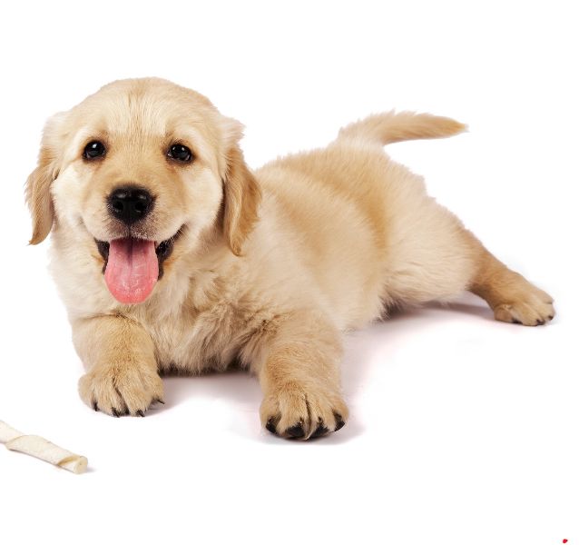 Golden Retriever dog