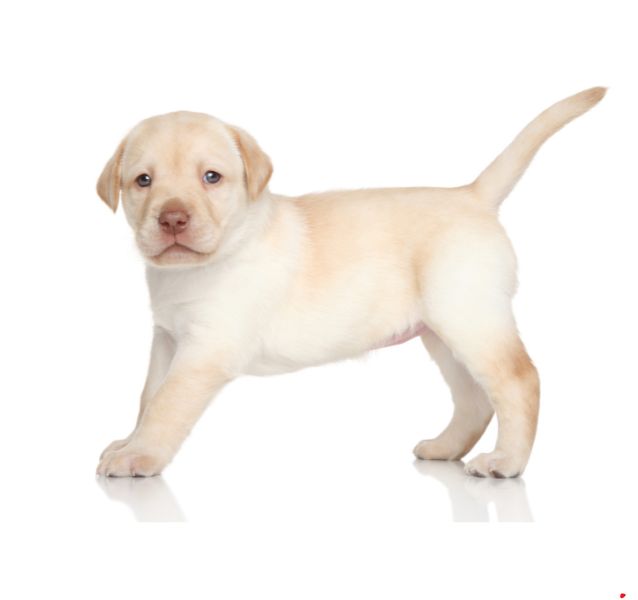 Labrador Retriever dog