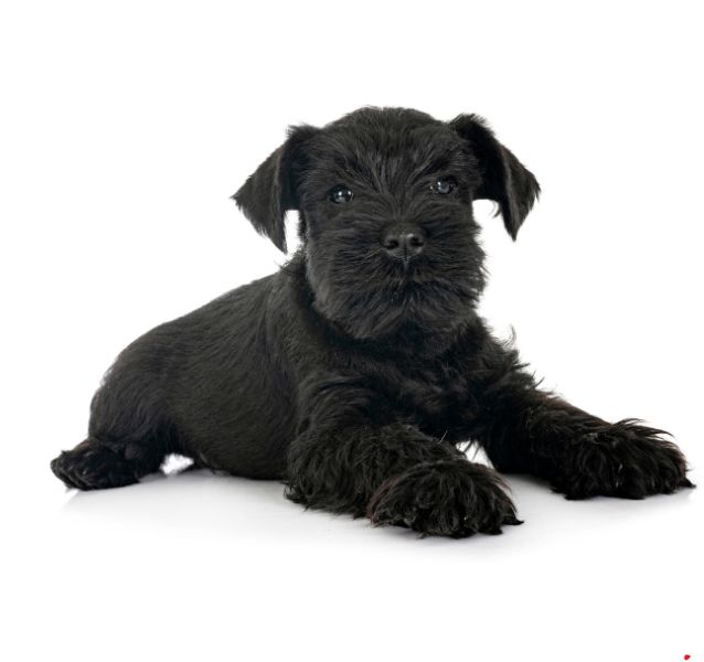 Mini Schnauzer dog