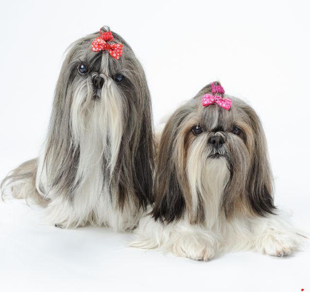 Shih Tzu dog