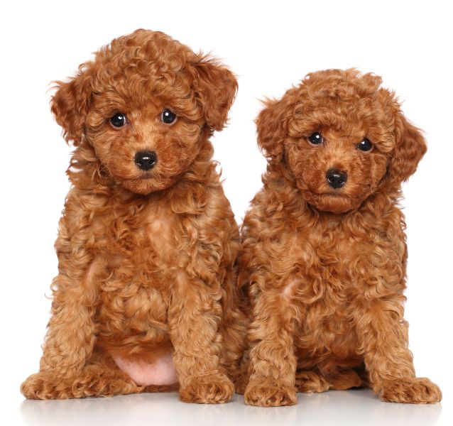 Toy Poodle dog