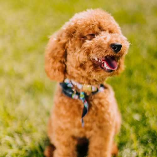 Toy Poodle