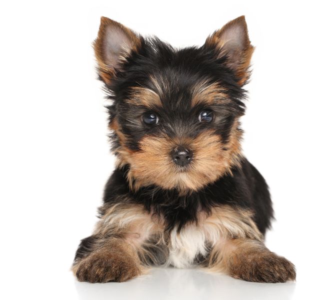 Yorkshire Terrier dog