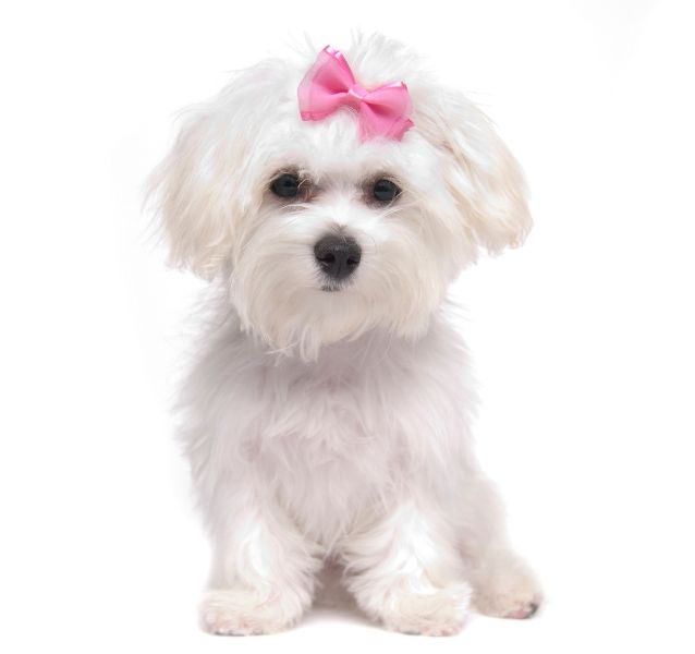 bichon maltese dog