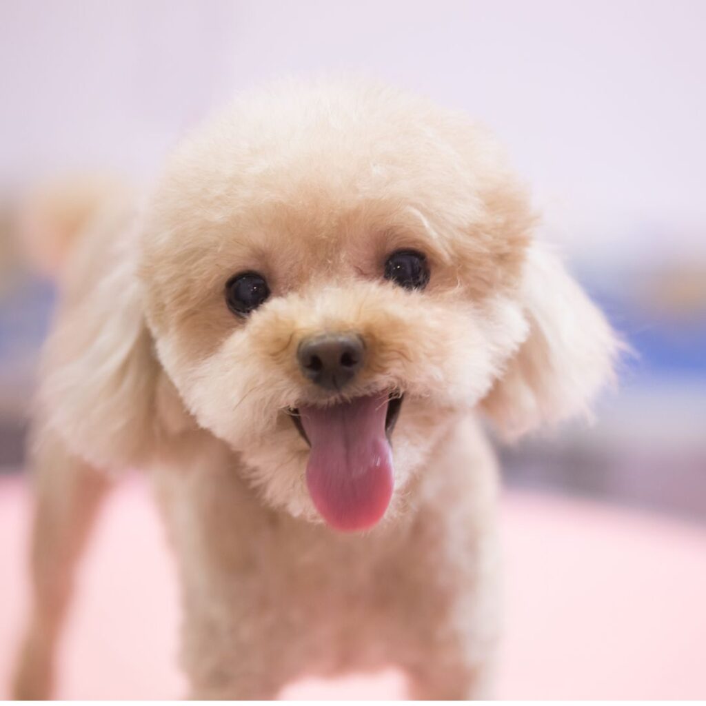 buy poodle toy