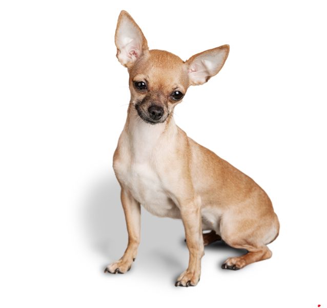 chihuahua dog