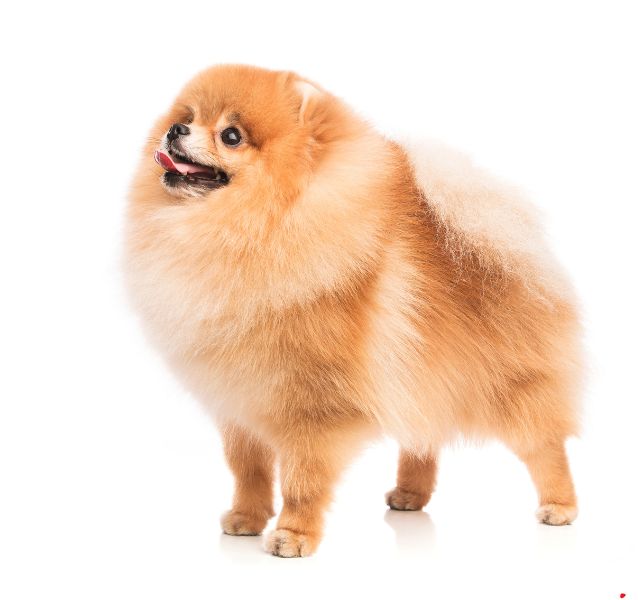 pomeranian dog
