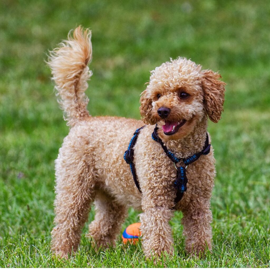 poodle toy breeders