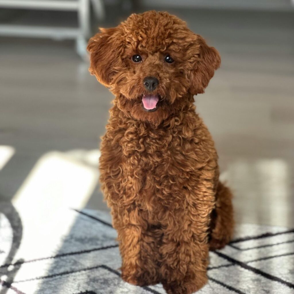 poodle toy buy puppy