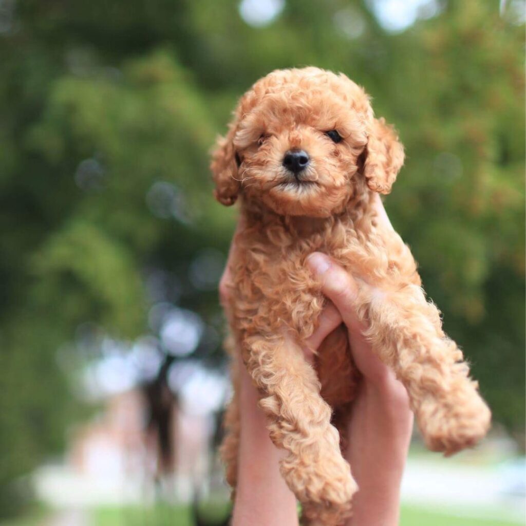 poodle toy puppies