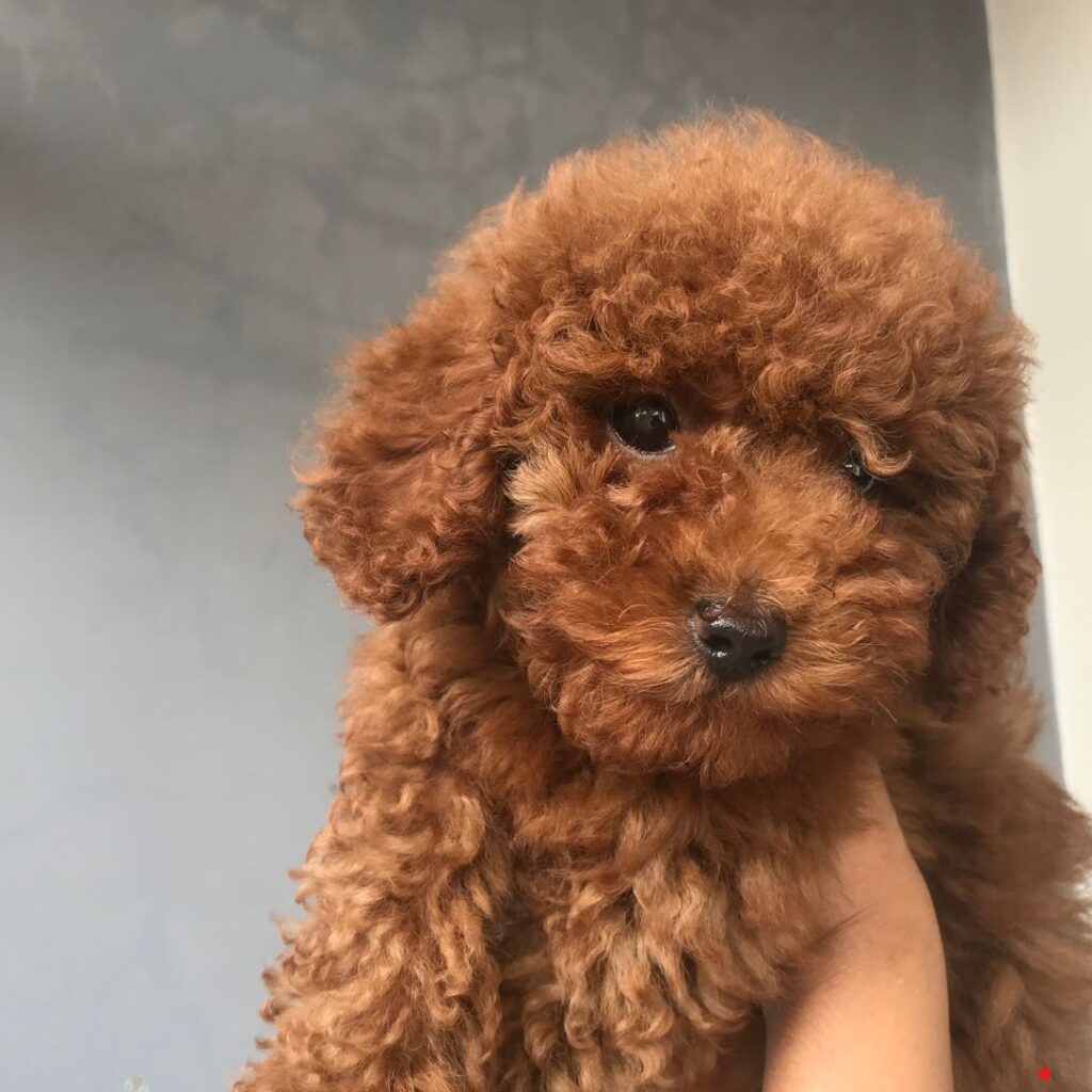 poodle toy puppies buy