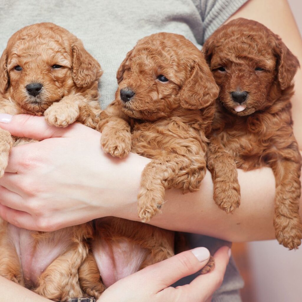 poodle toy puppies for sale
