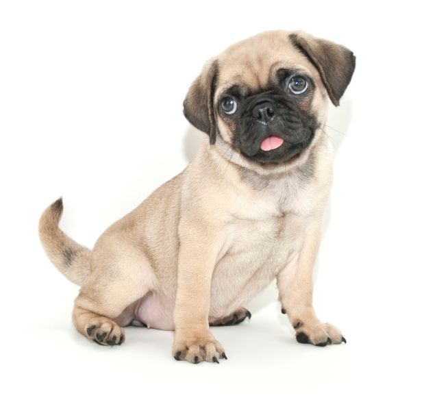 pug dog
