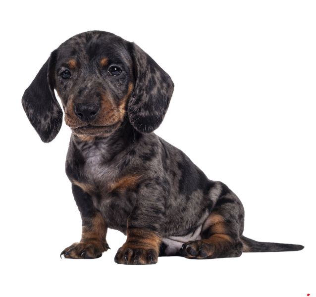 teckel dog