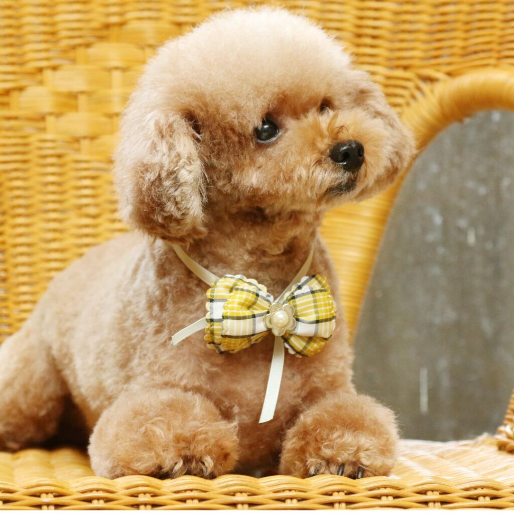 toy poodle kennel